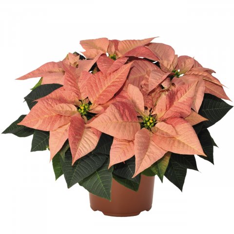 Viking Cinnamon Poinsettia