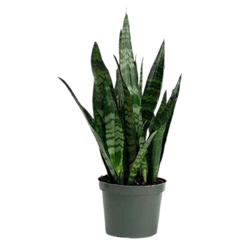 Sansevieria 'Zeylanica' | Karthauser & Sons, Inc