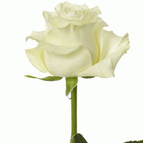 White Mondial Rose